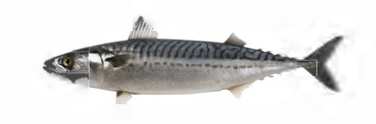 Atlantic Mackerel