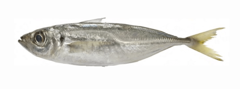 Horse Mackerel