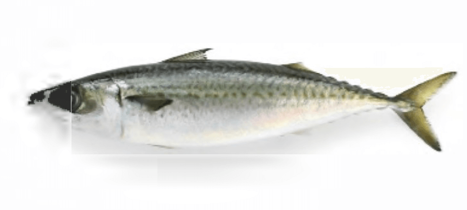 Chub Mackerel