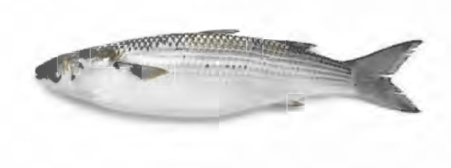 Grey Mullet