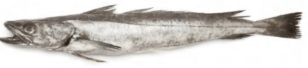 Hake