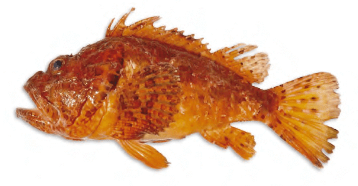 Rascacio / Scorpion Fish