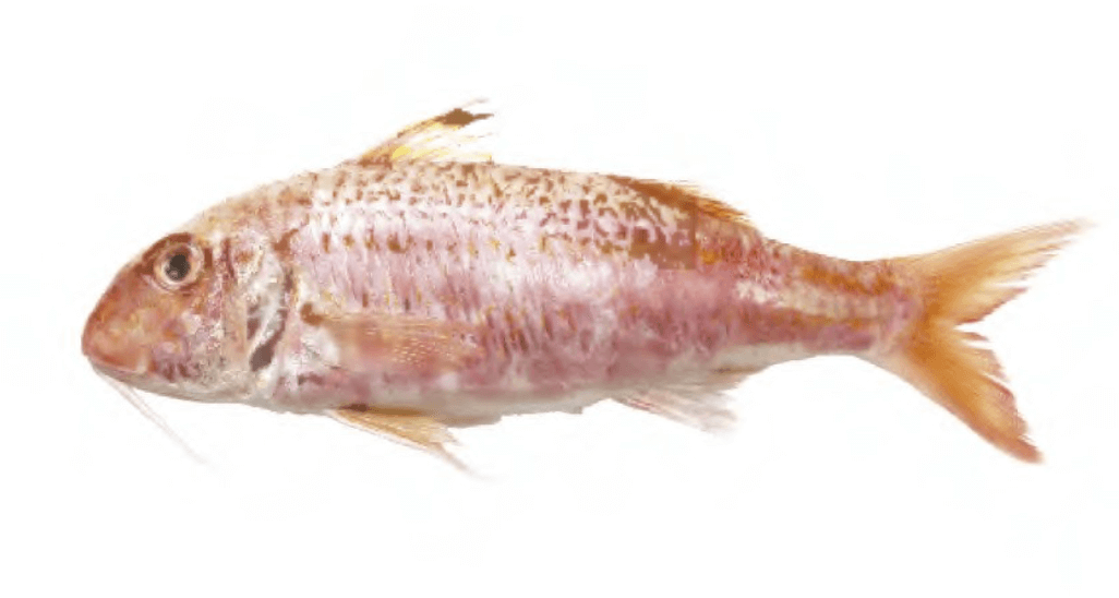 Red Mullet