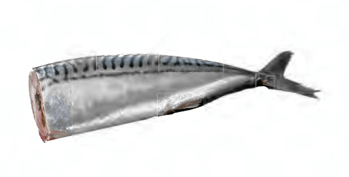 Atlantic Mackerel