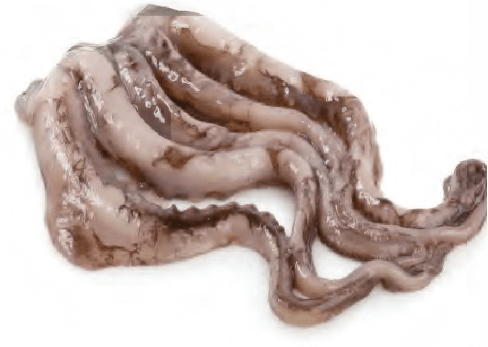 Giant Squid Tentacles