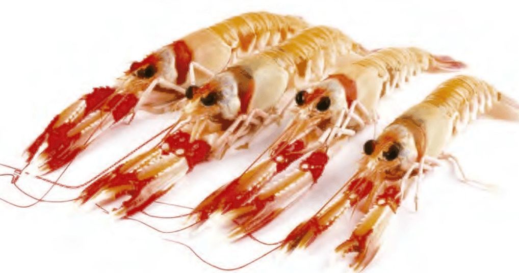 Norway Lobster / Scampi