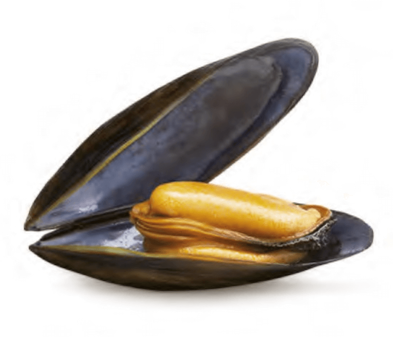 Mussels
