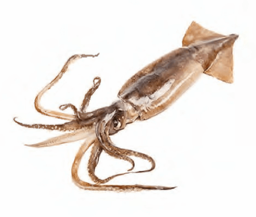 Illex Squid