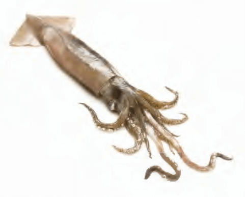 Squid