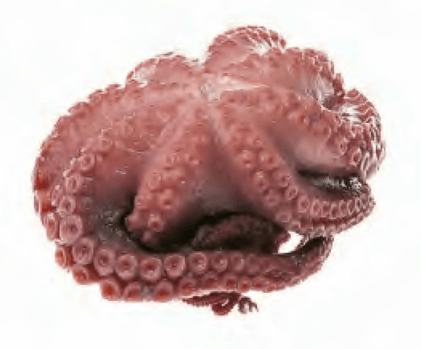 Octopus